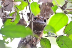 Batrachostomus moniliger