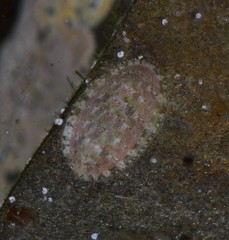 Lepidochitona cinerea