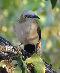 Turdoides gymnogenys