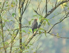 Turdus simillimus