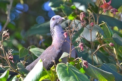 Columba elphinstonii