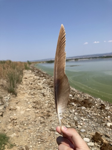 Plume de Busard des roseaux