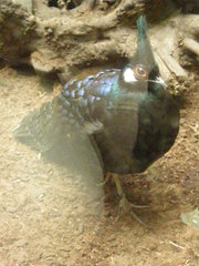 Polyplectron napoleonis