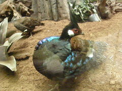 Polyplectron napoleonis