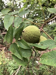 Juglans nigra
