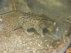 Prionailurus viverrinus