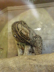 Prionailurus viverrinus