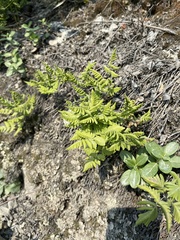 Gymnocarpium jessoense