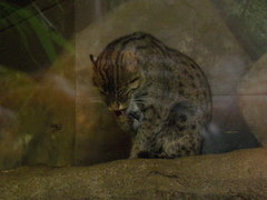 Prionailurus viverrinus