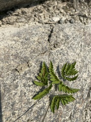 Gymnocarpium jessoense