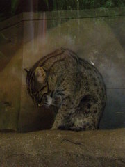 Prionailurus viverrinus