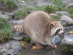 Procyon lotor