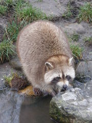 Procyon lotor