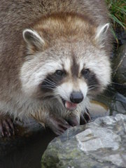 Procyon lotor