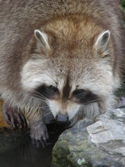 Procyon lotor