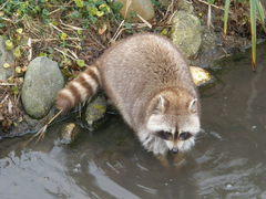 Procyon lotor