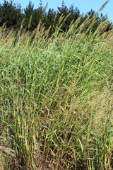 Echinochloa pyramidalis
