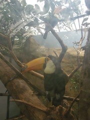 Ramphastos toco