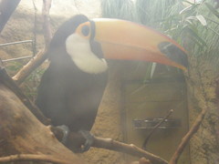 Ramphastos toco