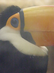 Ramphastos toco