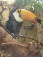 Ramphastos toco