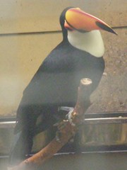 Ramphastos toco