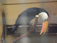 Ramphastos toco