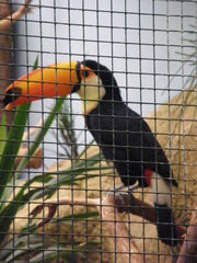 Ramphastos toco
