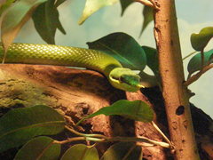 Gonyosoma boulengeri