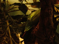 Gonyosoma boulengeri