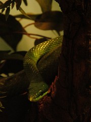 Gonyosoma boulengeri