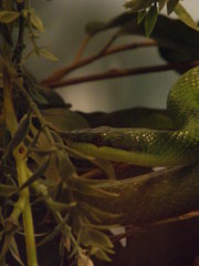 Gonyosoma boulengeri