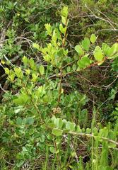 Maytenus procumbens