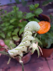 Manduca sexta