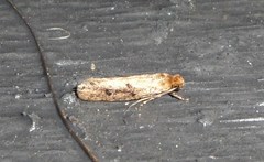 Niditinea orleansella