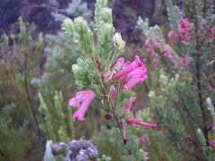 Erica curviflora curviflora
