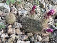 Echinocereus sciurus