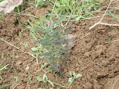 Senna polyphylla