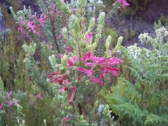 Erica curviflora curviflora