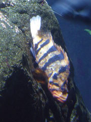 Sebastes nigrocinctus