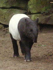 Tapirus indicus