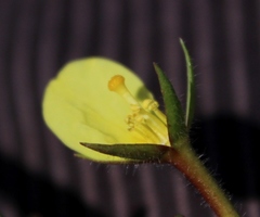Ludwigia adscendens diffusa
