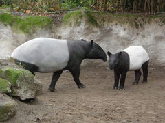 Tapirus indicus