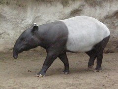 Tapirus indicus