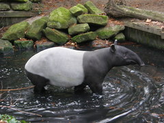 Tapirus indicus