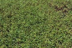 Ludwigia adscendens diffusa