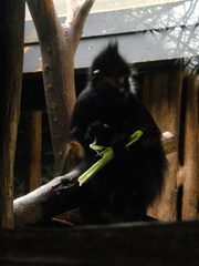 Trachypithecus francoisi