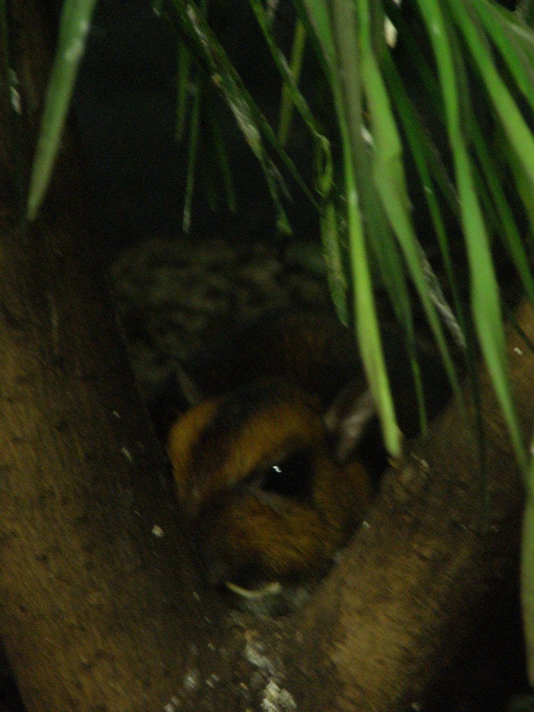 Balabac Chevrotain in December 2016 by Nuno Veríssimo P.. Cultum ...