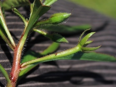 Ludwigia adscendens diffusa
