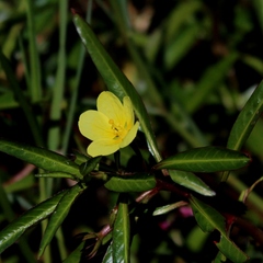 Ludwigia adscendens diffusa